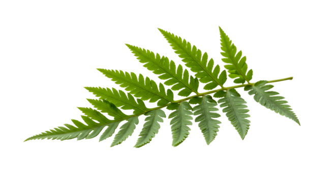 Intricate fern leaf on transparent background