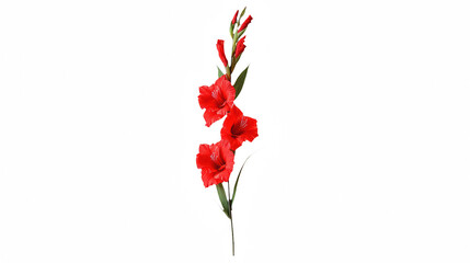 a black vase with a red flower in it on a transparent background, PNG image, PNG file, Generative art.