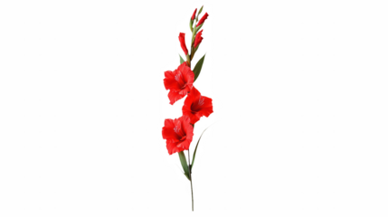 a black vase with a red flower in it on a transparent background, PNG image, PNG file, Generative art.