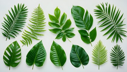 a flat lay arrangement of diverse tropical leaves in varying shades of green against a pale background.