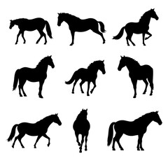 Horse silhouettes set, Vector big set of horses silhouettes isolated on wihite background