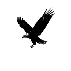 Majestic Black and White Eagle in Flight Isolated on White Background