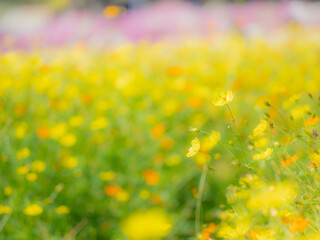 Obraz premium 秋の公園や花壇を彩るコスモス（キバナコスモス）のある風景。背景。自然風景素材。明るい日差しでふんわりとボケた景色。