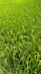 A vibrant green rice field , captured on a sunny day. Perfect for themes of agriculture, nature