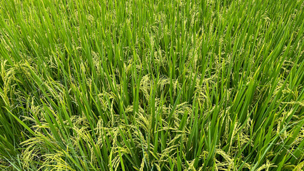 A vibrant green rice field , captured on a sunny day. Perfect for themes of agriculture, nature