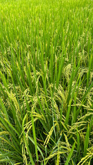A vibrant green rice field , captured on a sunny day. Perfect for themes of agriculture, nature