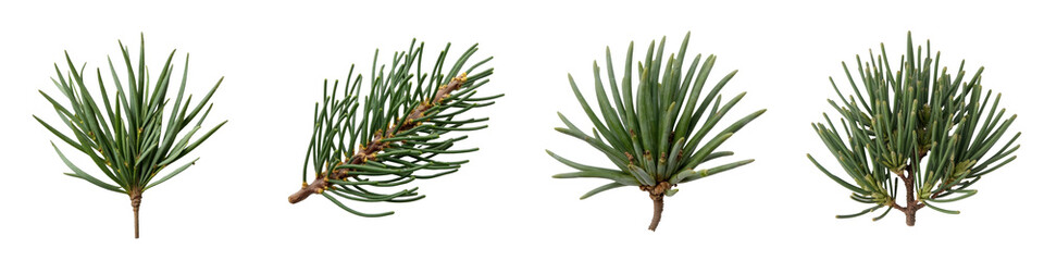 Collection of Pine or Spruce Sprigs Isolated on Light Background