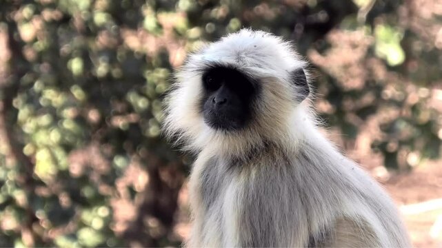 Closeup of a langur monkey in the wild