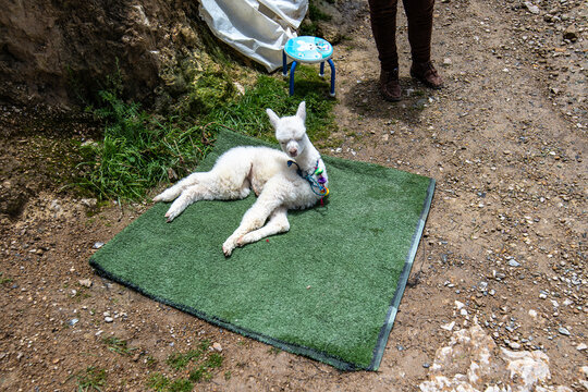 A baby apaca llama in Cusco, Peru