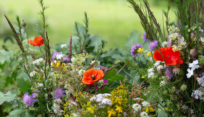 Gathering wildflowers on midsummer day, symbol of seasonal renewal, solstice. Mixed bouquet with poppies, daisies, yarrow, cornflowers, oak leaves, meadow greens, summer folklore, rustic charm