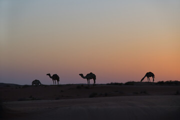 Dunes of Rub Al Khali desert. Camels in Wahiba Sands. Sultanate of Oman