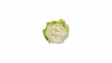 a close up of a white cabbage on a transparent background, PNG image, PNG file, Generative art.