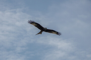 red kite a large bird of prey in flight