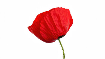a single flower on a transparent background, PNG image, PNG file, Generative art.