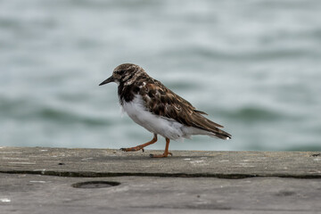 close up portrait of a Turnstone areneria interpres with the sea blurred in the background