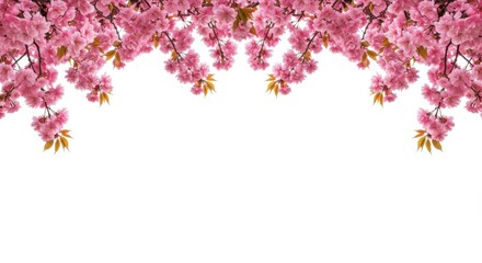 Obraz premium Minimalist cherry blossom border with pink flowers hanging from corners on white background with copy space