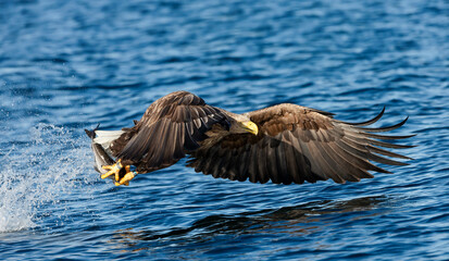 White-tailed sea eagle in flight with the powerful claws catching a fish