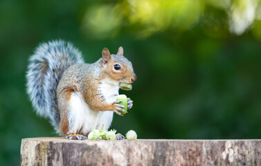 Grey squirrel eating green acorn on a tree stump in autumn