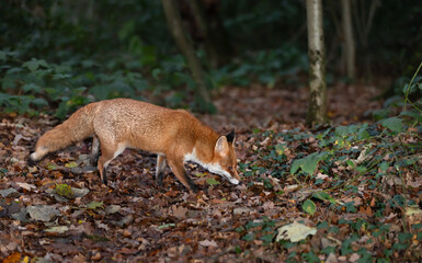 Portrait of a red fox searching food in a forest at night