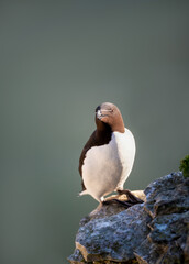Portrait of a Razorbill perched on a sea cliff
