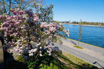 Magnolienbaum vor einem Fluss