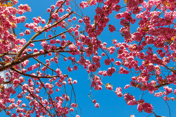 Rosa Kirschblüten vor blauem Himmel