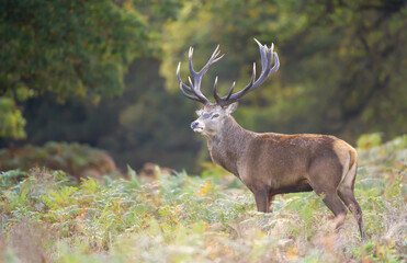 Red deer stag standing in bracken during the rut in autumn