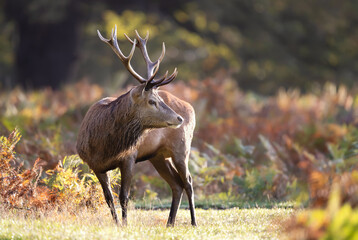 Red deer stag standing in a meadow during the rut in autumn