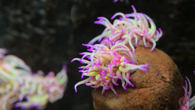 anemone, North Sea anemone resting on a stone, Texel, Ecomare, acquarium, Texel island, Frisian Islands, Holland, Netherlands