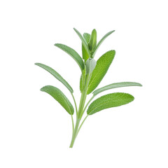 Studio shot of a fresh sage sprig floating on a transparent background