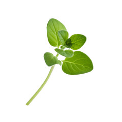 Vibrant oregano stem floating with a clear background