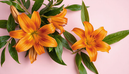 Orange fragrant lilies close-up on a light pink background.