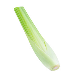 Vibrant green lemongrass stalk standing upright, displaying crisp texture and freshness against transparent backdrop