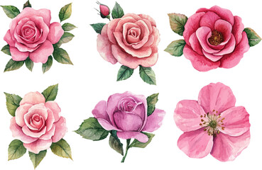 Naklejka premium set of pink roses