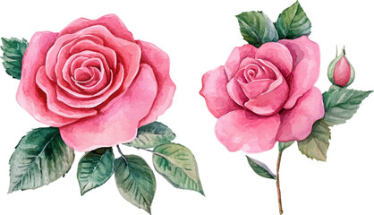 bouquet of pink roses