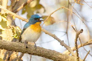 Tickell's Blue Flycatcher (Cyornis tickelliae), a singing male perched in a tree, Gir National Park, (Sasan Gir), Gujarat, India.