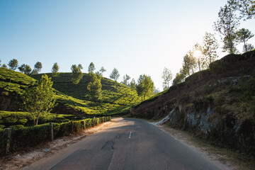 A peaceful rural road winds through lush green tea plantations in Munnar, India, with morning sunlight filtering through trees on the hillside. A serene view of South India's natural beauty.