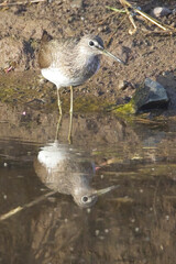 Green Sandpiper (Tringa ochropus) reflected in the water, Gir National Park, (Sasan Gir), Gujarat, India.