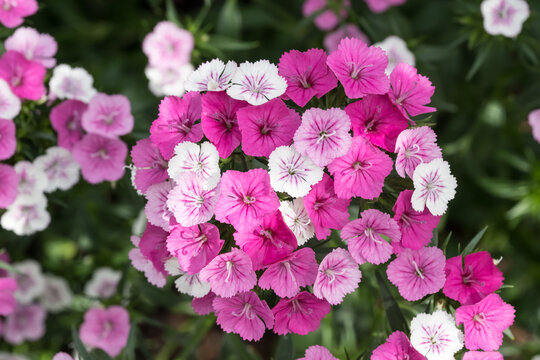 Beautiful Sweet William (Dianthus barbatus) flowers.