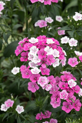 Beautiful Sweet William (Dianthus barbatus) flowers.