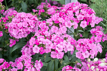 Beautiful Sweet William (Dianthus barbatus) flowers.