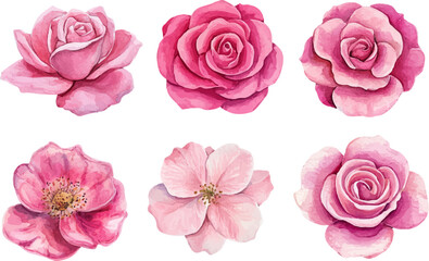 pink roses on white background