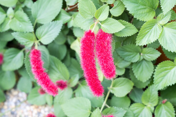 Beautiful Dwarf Chenille (Acalypha reptans) flowers.