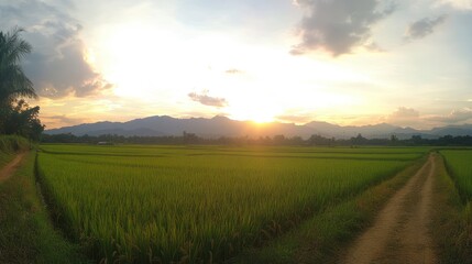 Obraz premium Lush paddy fields at sunset, rural landscape