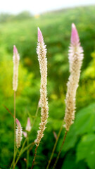 Tropical flowers on the island of Java, Indonesia.The three of us stood coloring the forest.