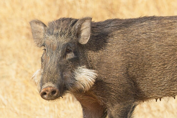Wild Boar (Sus scrofa) female with grey whiskers, Gir National Park, (Sasan Gir), Gujarat, India.