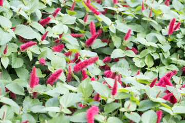 Beautiful Dwarf Chenille (Acalypha reptans) flowers.
