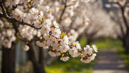 Obraz premium A branch of cherry blossoms in full bloom graces a pathway in a tranquil garden.