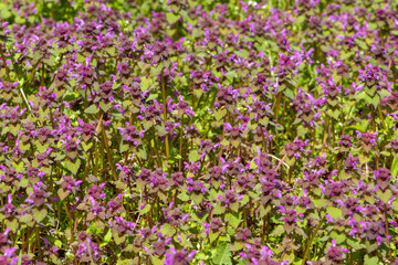 Close-up of many flowering Spotted dead nettle (Lamium maculatum) plants