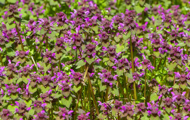 Naklejka premium Many flowering Lamium purpureum plants on ground